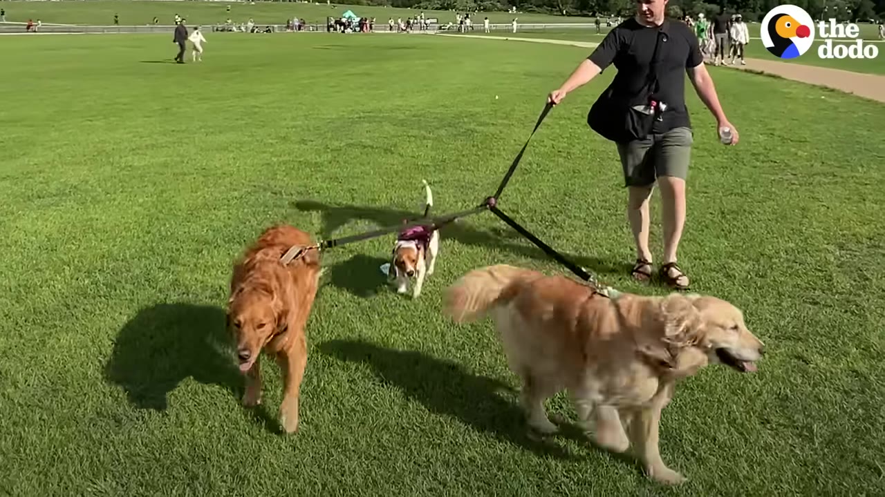 A man walking three dogs on leashes across a green grassy field, including two golden retrievers and a smaller tricolor hound wearing a purple harness.
