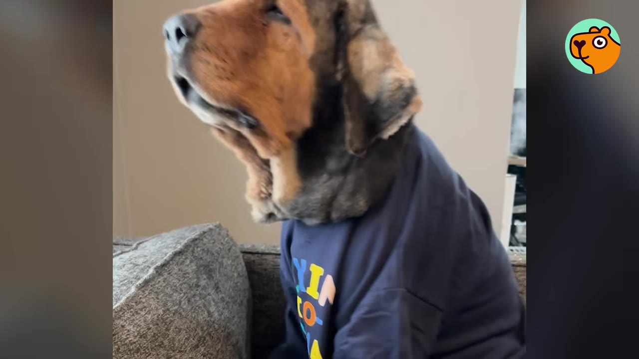 A happy, groomed dog wearing a blue t-shirt sitting comfortably on a couch.