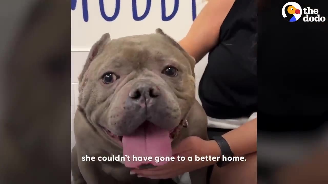 A gray bully-breed dog looking at the camera with an open mouth and tongue out while being held by a person.