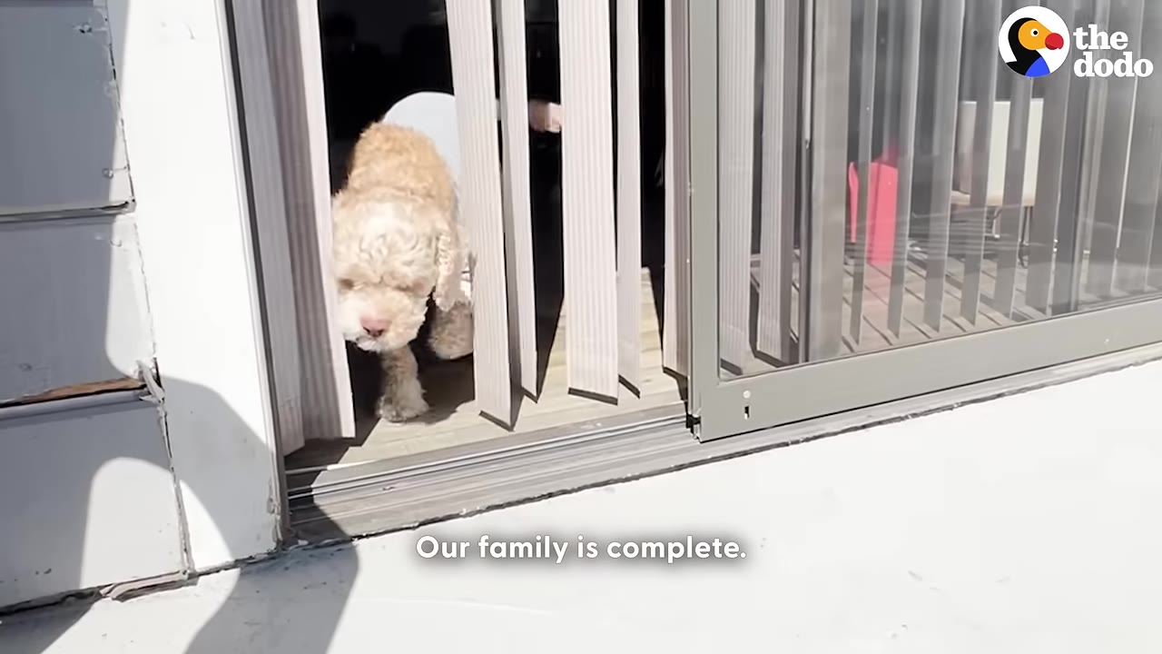 A small, light brown curly-haired dog walks through vertical blinds of a sliding glass door onto a sunny patio.