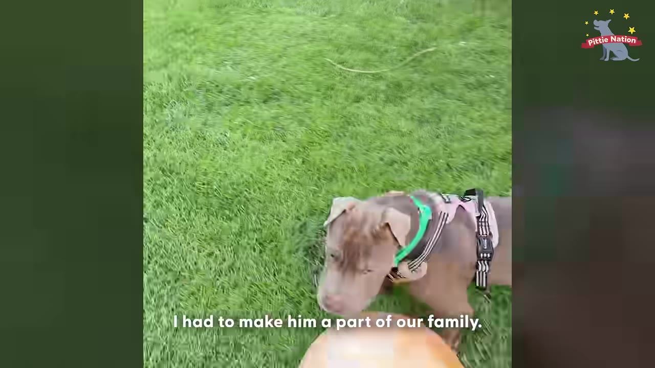 A brown dog wearing a harness and a green collar stands on a green lawn with a large orange ball, with text overlay reading 'I had to make him a part of our family.'