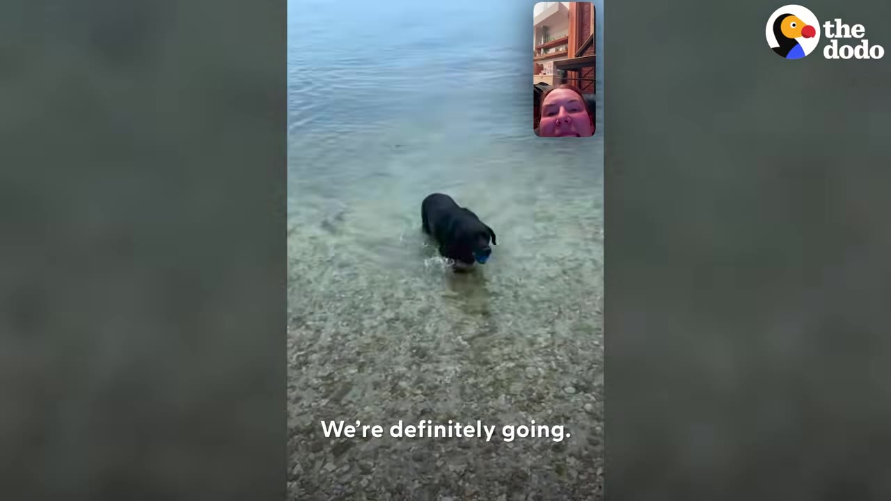 A screenshot of a video call showing a black dog standing in clear water with a blue ball in its mouth, with a woman's face visible in the inset video.