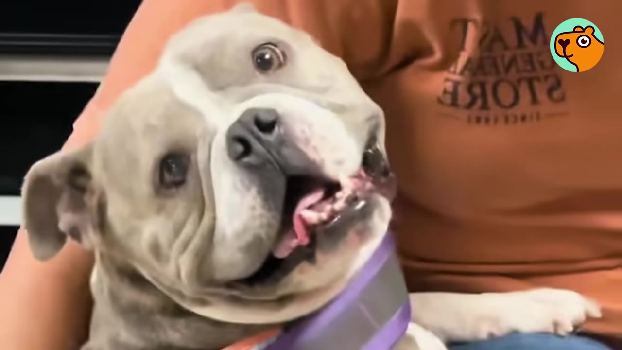 A close-up shot of a grey and white dog looking up happily with an open-mouthed smile while sitting with her owner.