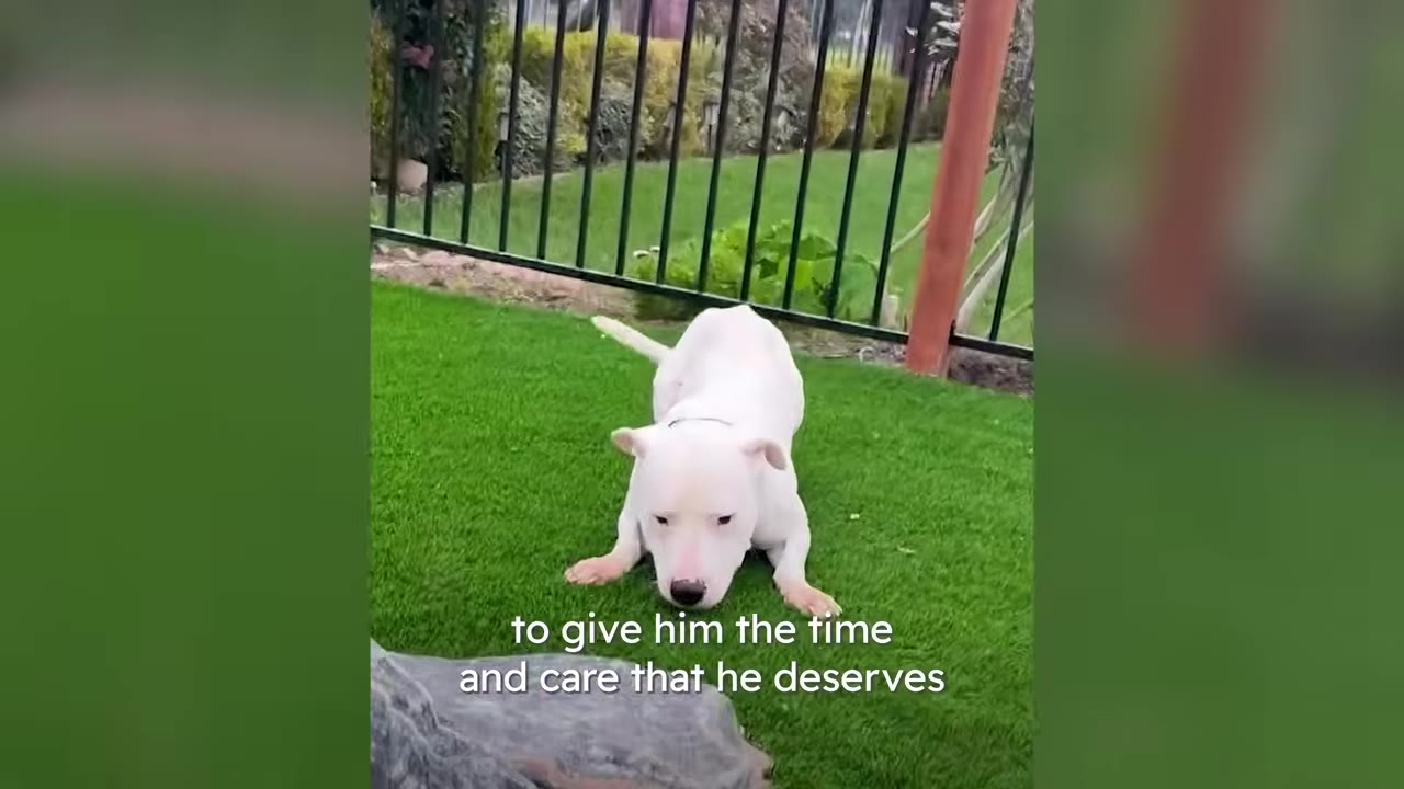 A white dog crouching playfully on green artificial turf outdoors near a metal fence.