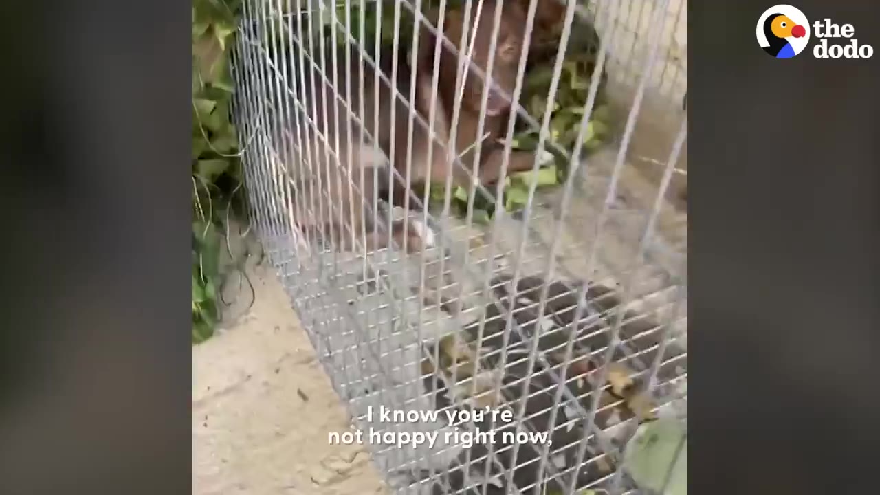 A small brown dog lying inside a metal wire cage trap near green leaves, with caption text at the bottom reading 'I know you're not happy right now'.