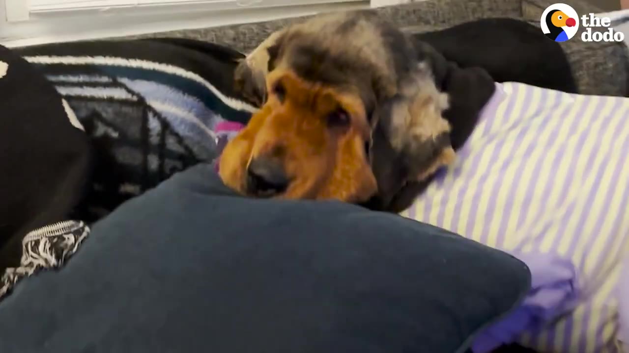 A dog wearing a purple-and-white striped shirt rests its head against a blue throw pillow on a couch.