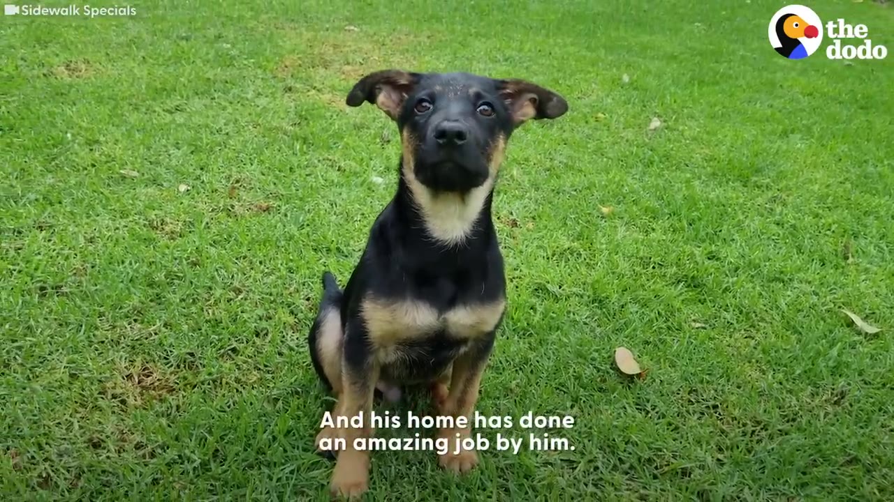 A healthy black and tan puppy sitting upright on a lush green lawn, looking directly at the camera.
