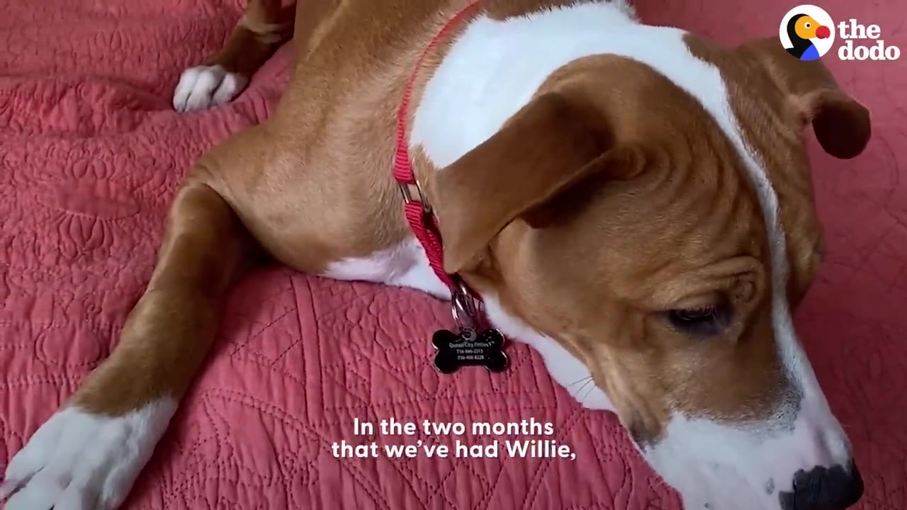 A brown and white dog named Willie lying down on a pink quilted blanket, wearing a red collar with a bone-shaped tag.