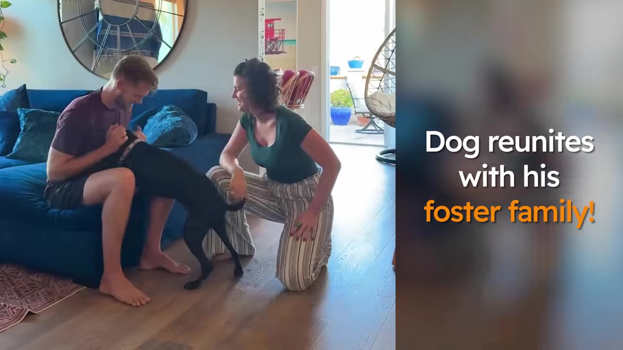 A black dog standing in front of a man sitting on a blue sofa while a woman kneels on the floor beside them, smiling.