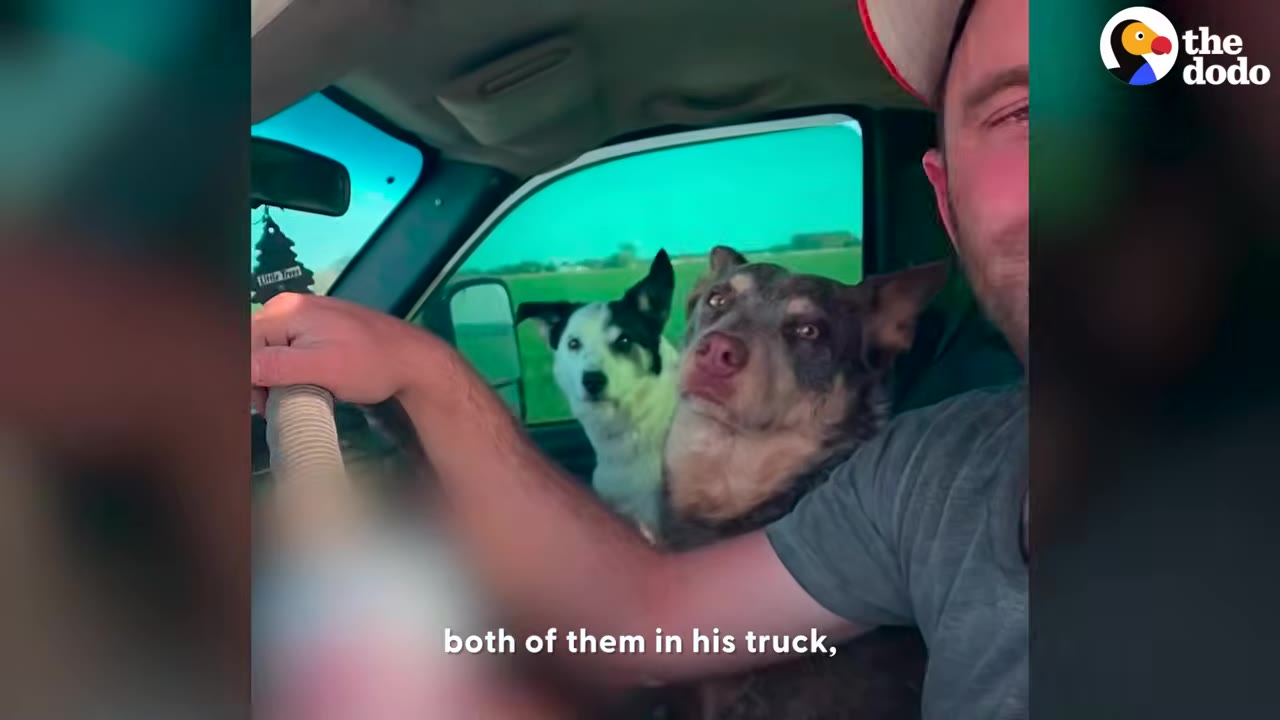 A man drives a truck with two dogs sitting beside him in the cab.