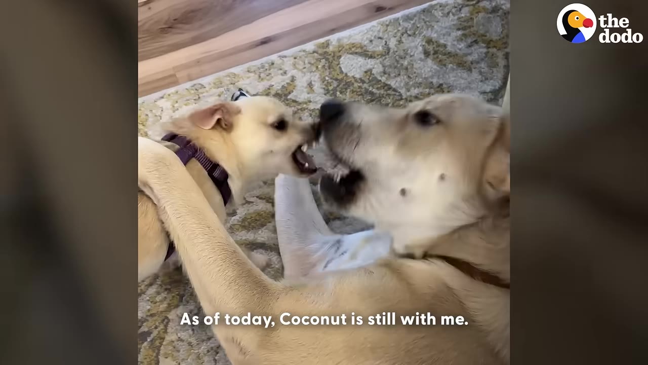 A small tan dog wearing a purple harness playfully wrestles with a larger tan dog on a patterned rug.