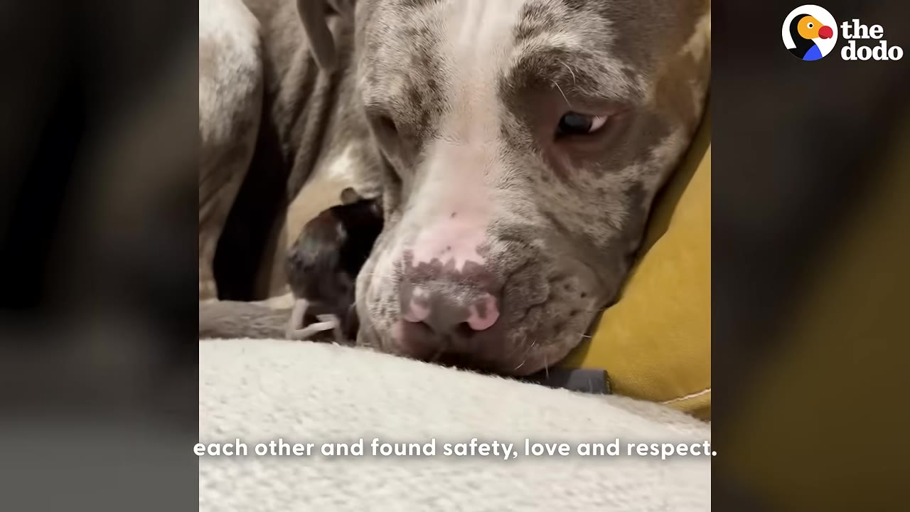 A close-up shot of a brindle-and-white pit bull resting its head next to a small dark mouse.