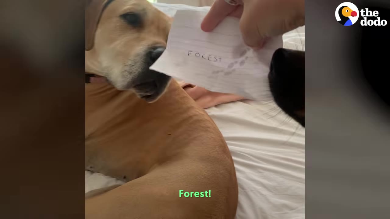 A tan dog indoors looking closely at a piece of paper being held up by a hand.
