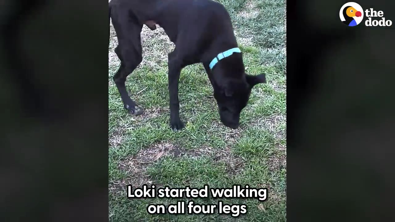 A black dog wearing a blue collar sniffing the green grass while standing on all four legs.