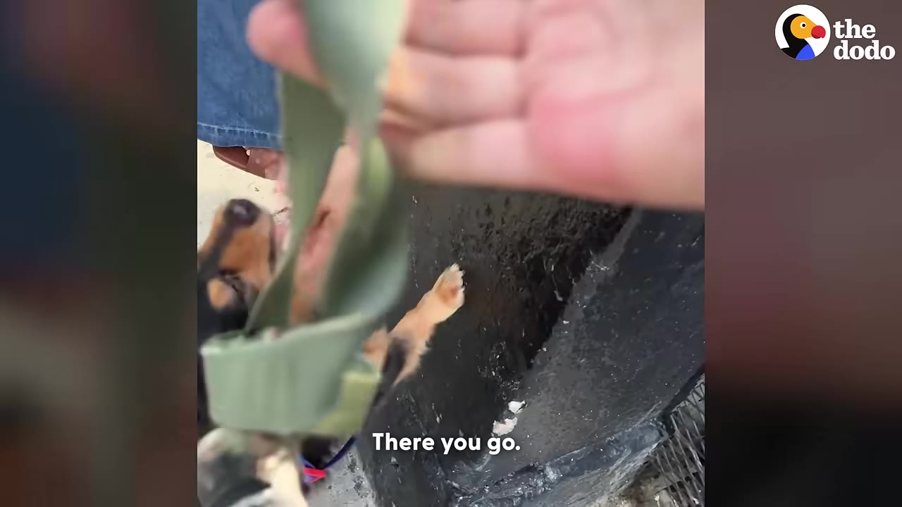 A close-up shot of a person's hand handing over a green dog leash, with a small black and tan dog looking up nearby.