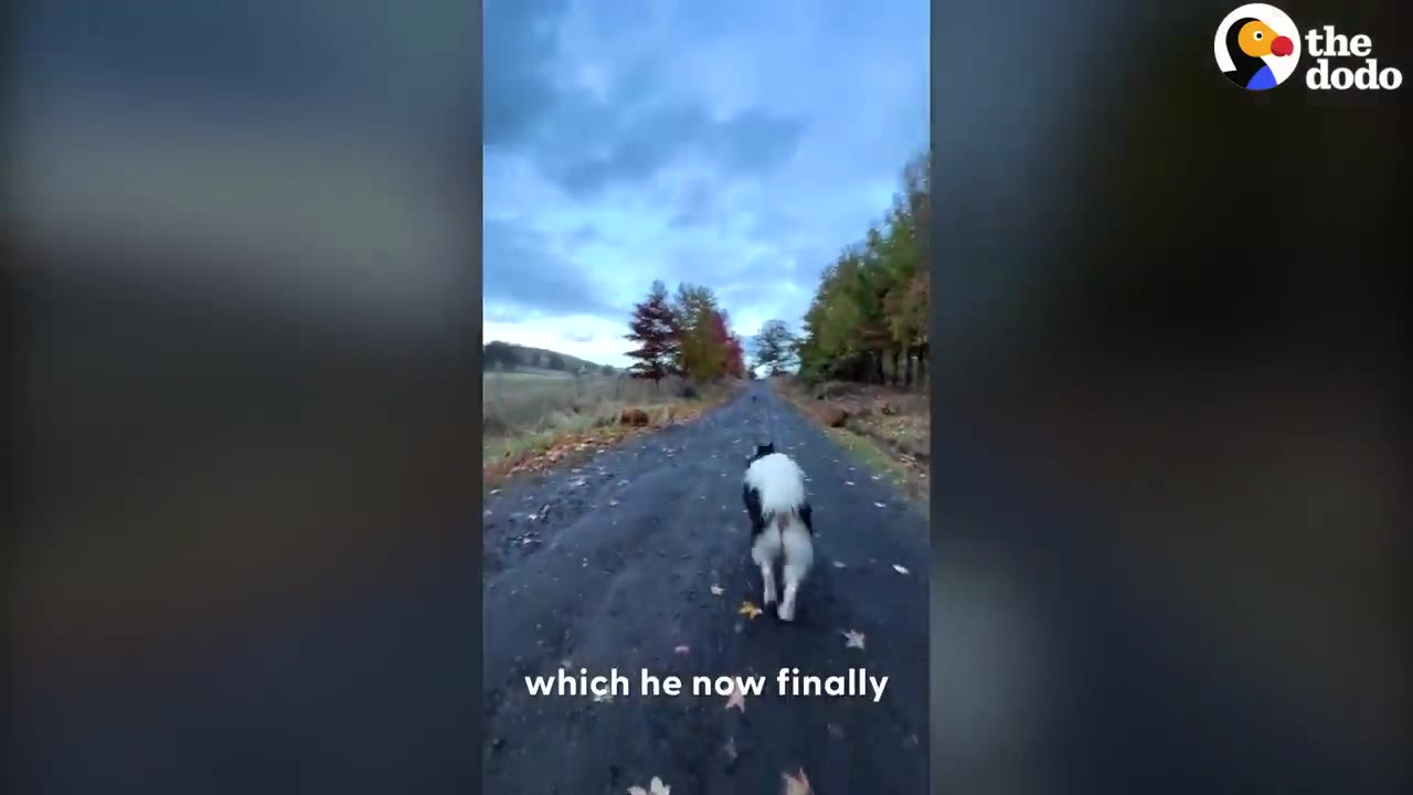A black and white husky walking down a gravel path surrounded by autumn trees.