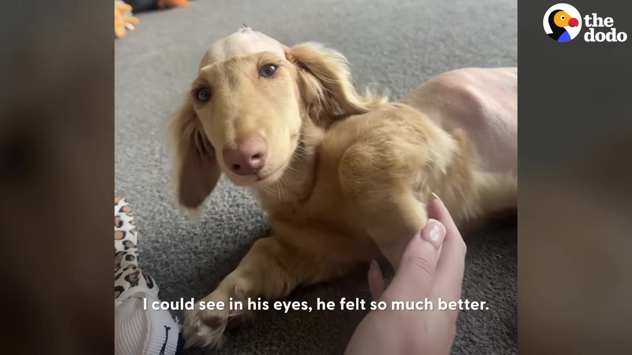 A small golden dachshund puppy lying on a carpet looking up into the camera while being gently petted.