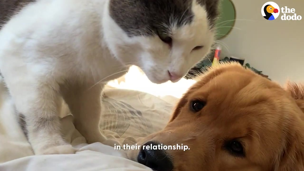 A white and grey cat leans close face-to-face with a golden retriever lying on a bed.
