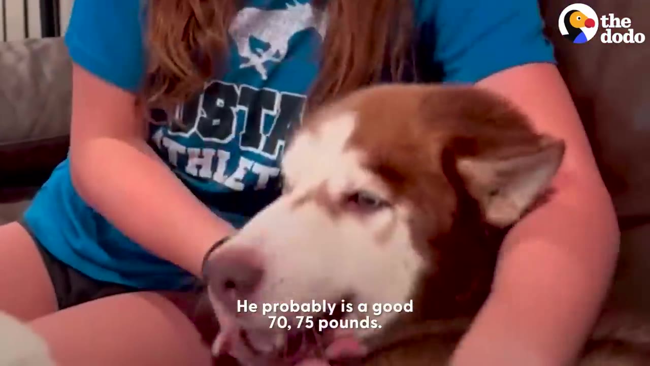 A large brown and white husky dog rests its head comfortably in the lap of a person wearing a blue t-shirt.