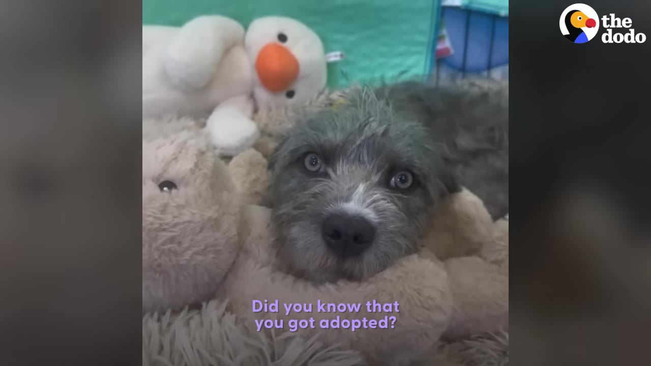 A small scruffy grey dog laying down amidst plush stuffed toys and looking closely at the camera.
