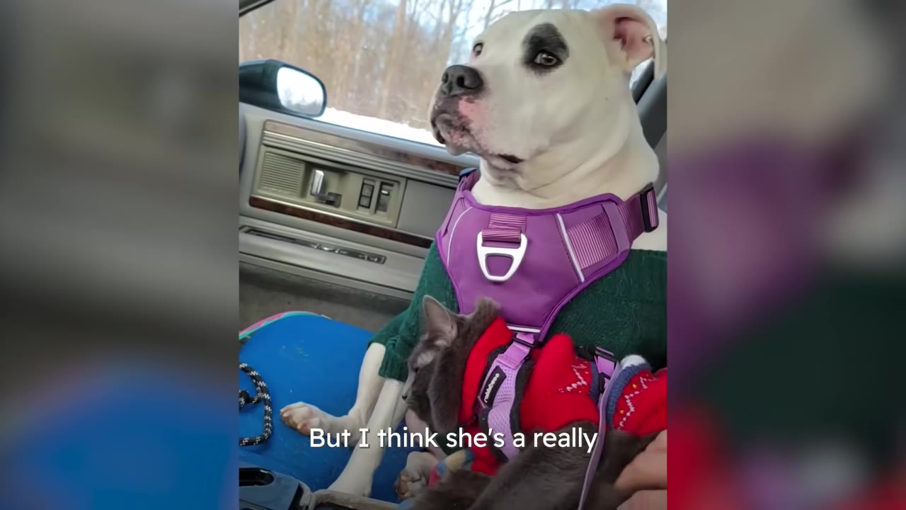 A white dog wearing a purple harness sitting in a car with a small kitten wearing a red sweater sitting on its lap.