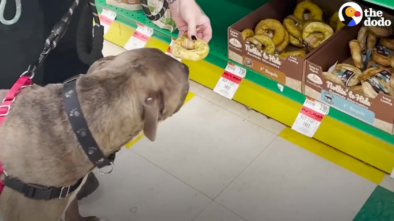 A large brindle dog wearing a pink harness smells a round treat held out by a person in a pet store.