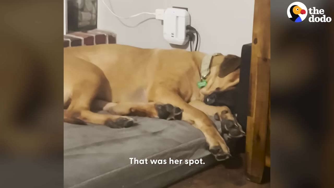 A large tan dog sleeping peacefully on a grey dog bed next to a wooden post.