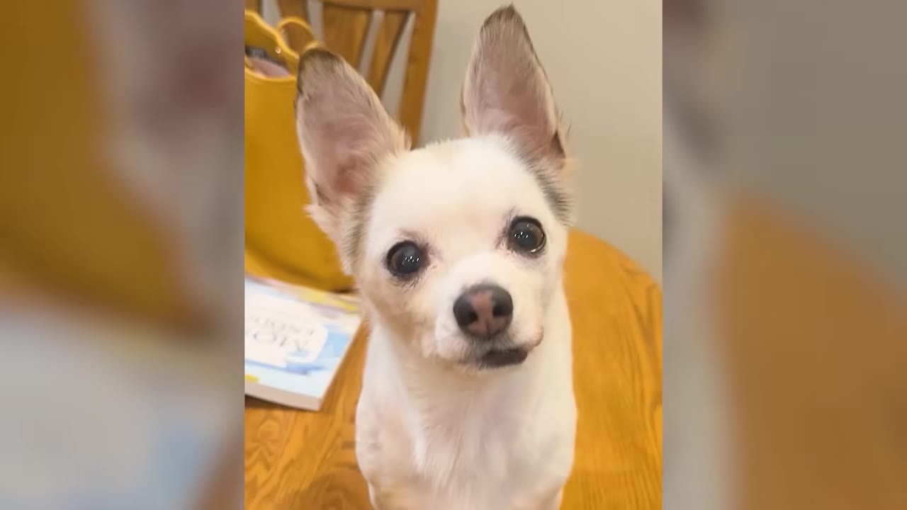 A close-up view of a small white chihuahua mix sitting at a wooden table looking directly into the camera.