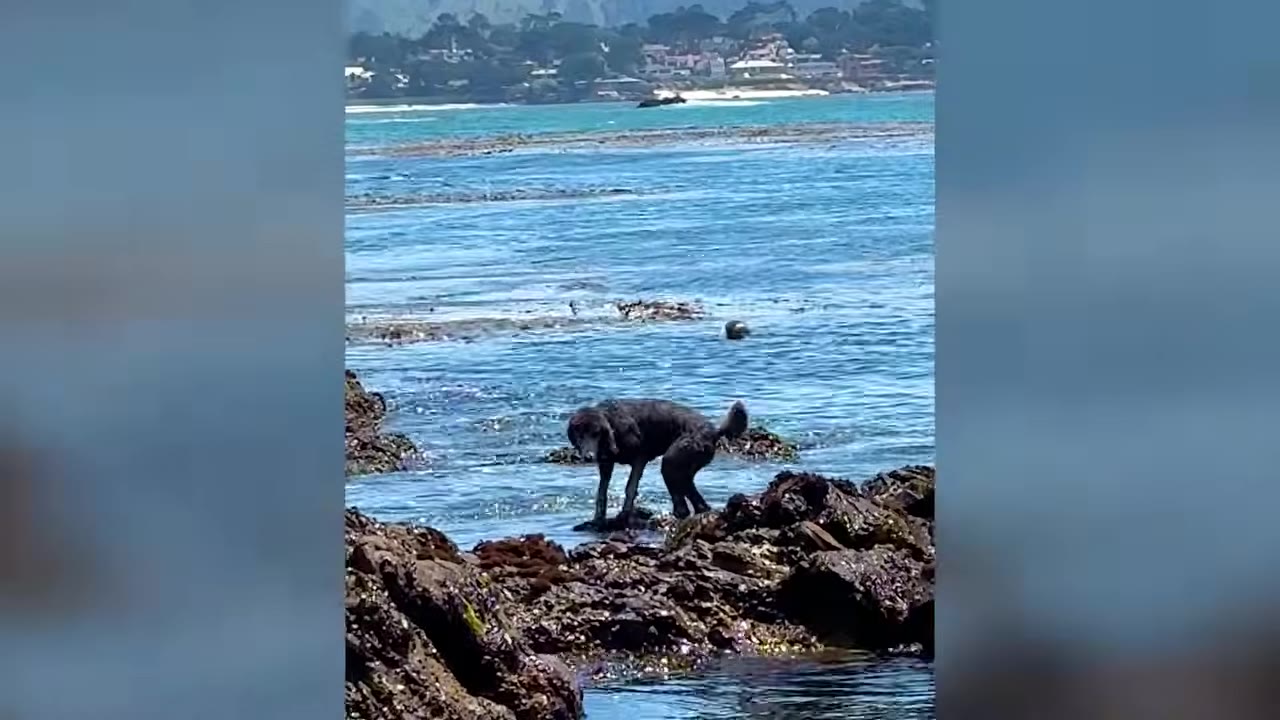 A black dog standing on a rocky shore looking out at a seal popping its head above the water.