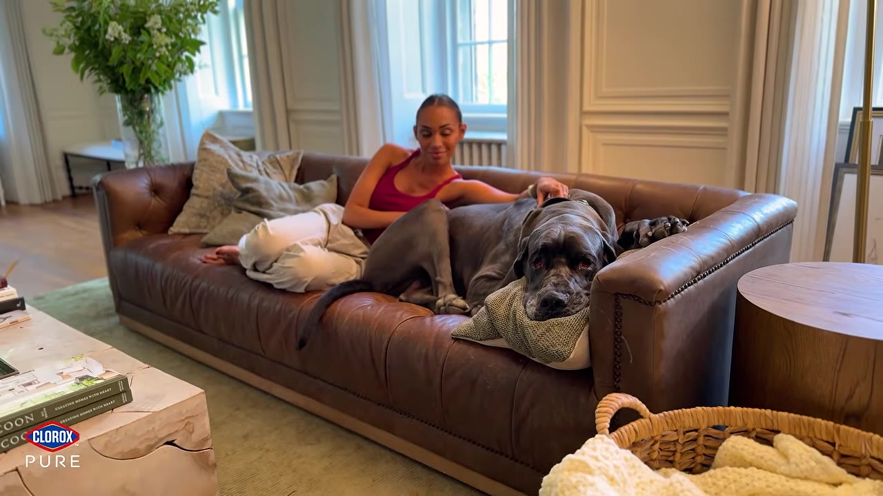 A large grey Great Dane rests its head on a pillow on a brown leather sofa next to a woman in a bright, spacious living room.