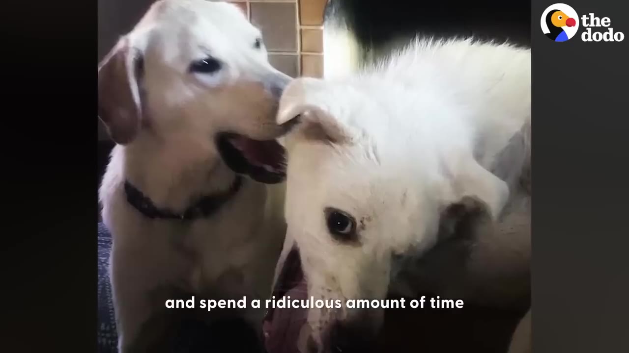 Two white dogs playing together up close, with one dog gently nibbling on the other's ear.
