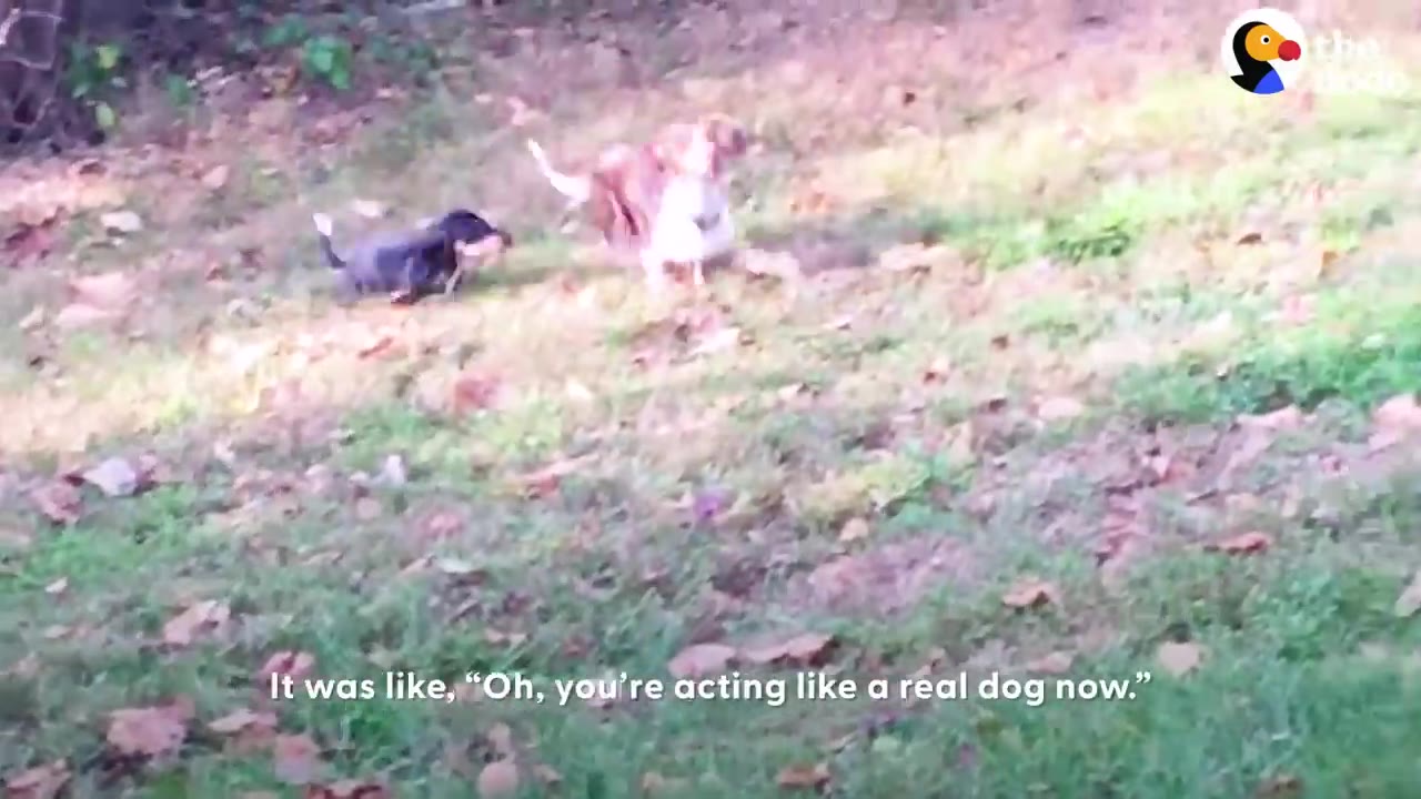 A brown dachshund and a smaller black dog running and playing together on a grassy slope.