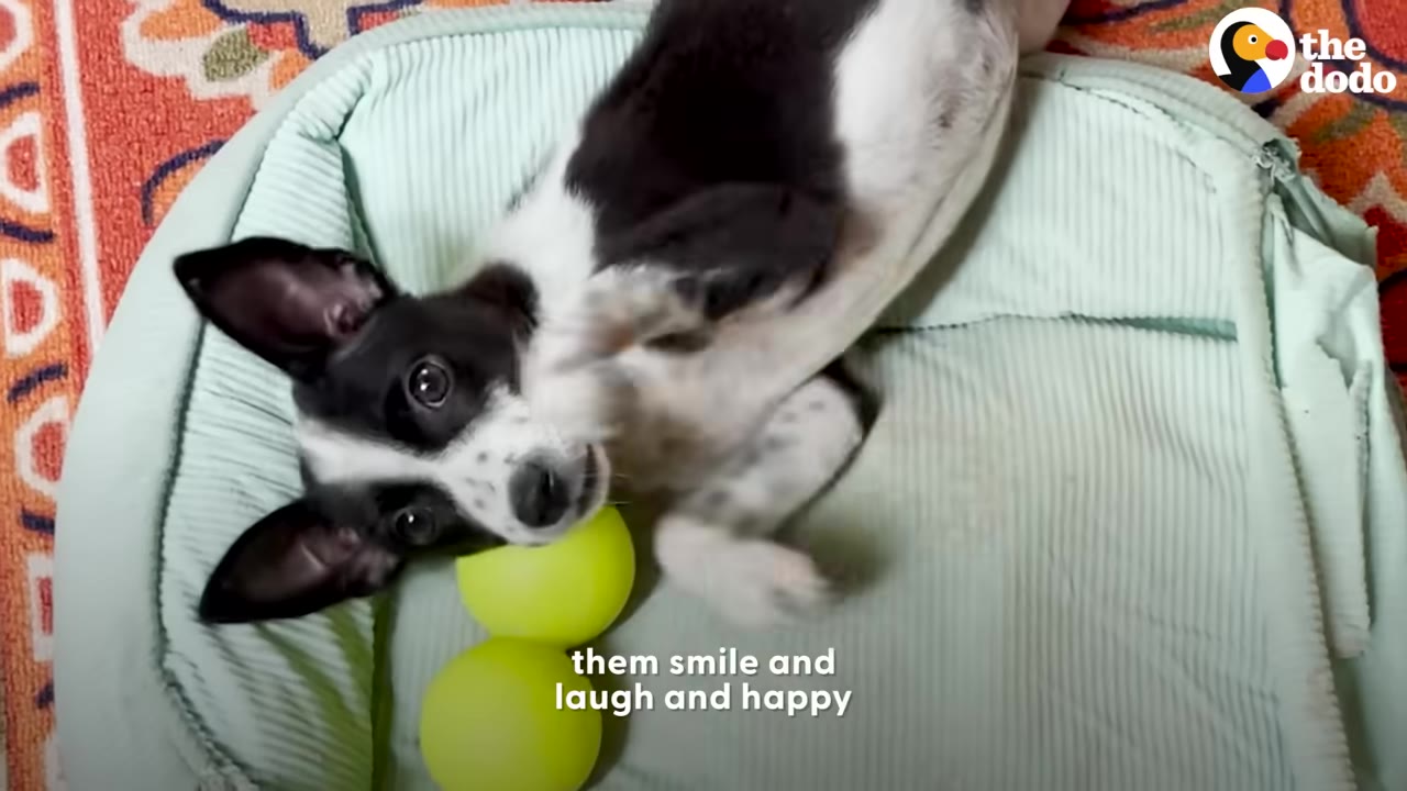 A small black-and-white dog lies on its back inside a light green dog bed next to yellow tennis balls, looking up at the camera.