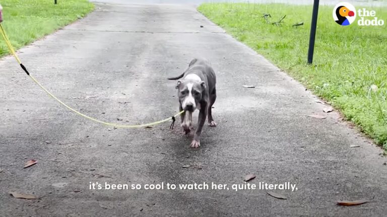 North Carolina Couple Expected Only Weeks With Their Senior Dog, Then She Started Aging In Reverse