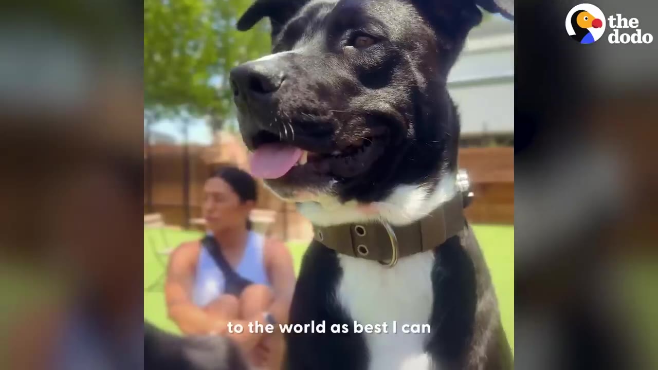 A close-up portrait of Tito, a black and white dog with a wide collar, smiling outdoors with a person sitting in the background.