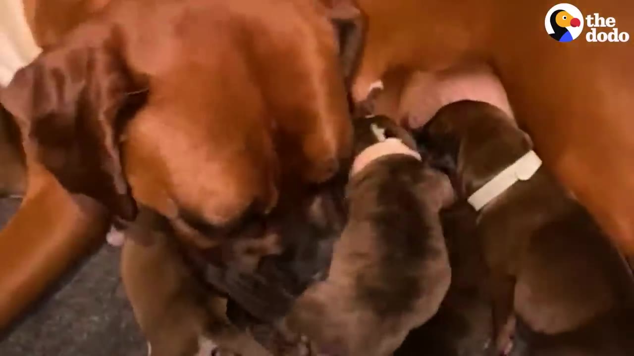 A mother dog tending closely to her newborn puppies as they nurse.