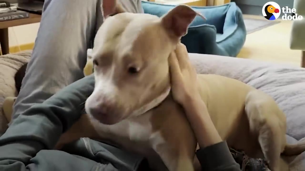 A tan and white dog laying on a couch while being gently petted by a person.