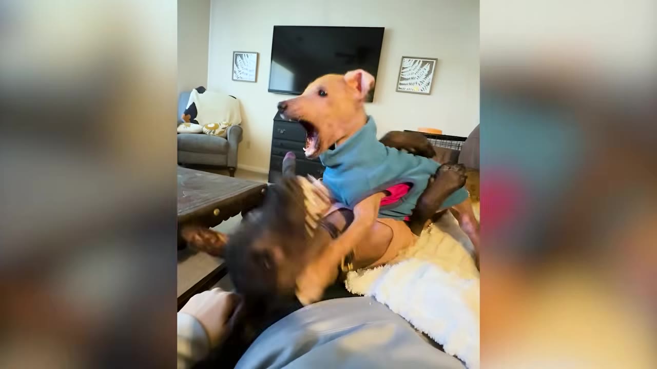 A small hairless dog wearing a blue shirt opens its mouth wide while playing on a person's lap.