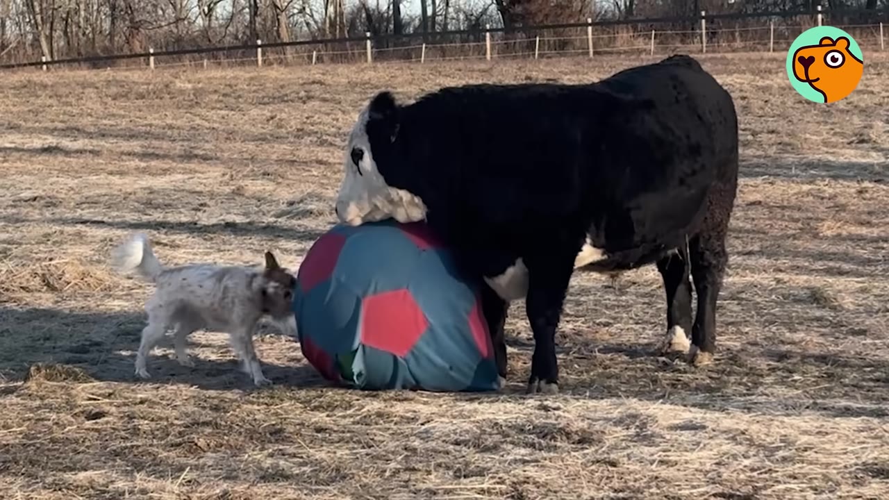 A small white dog standing in a field next to a large black and white cow pushing a giant blue and red ball.