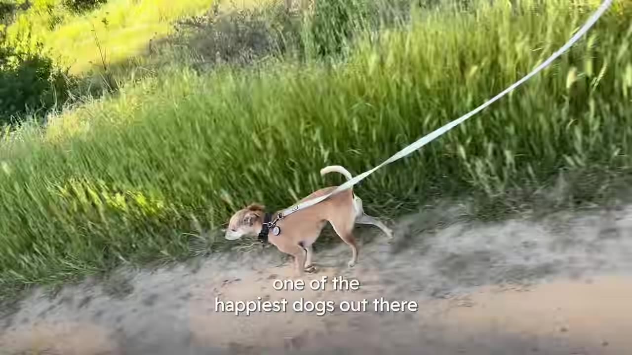 A small brown dog walking on a leash outdoors along a grassy hillside path.