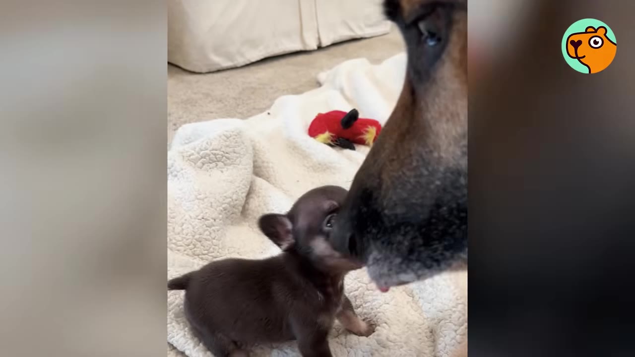 An adult German Shepherd brings its muzzle down to gently touch nose-to-nose with a tiny brown puppy on a white blanket.