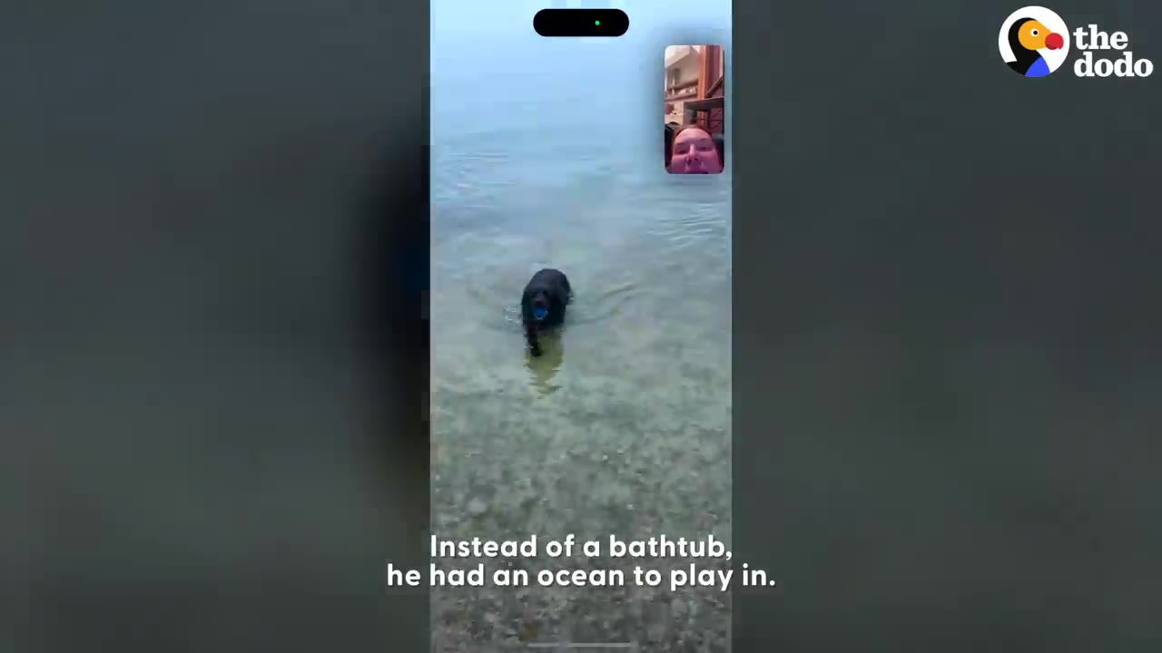 A black dog standing in shallow ocean water holding a blue toy in its mouth.
