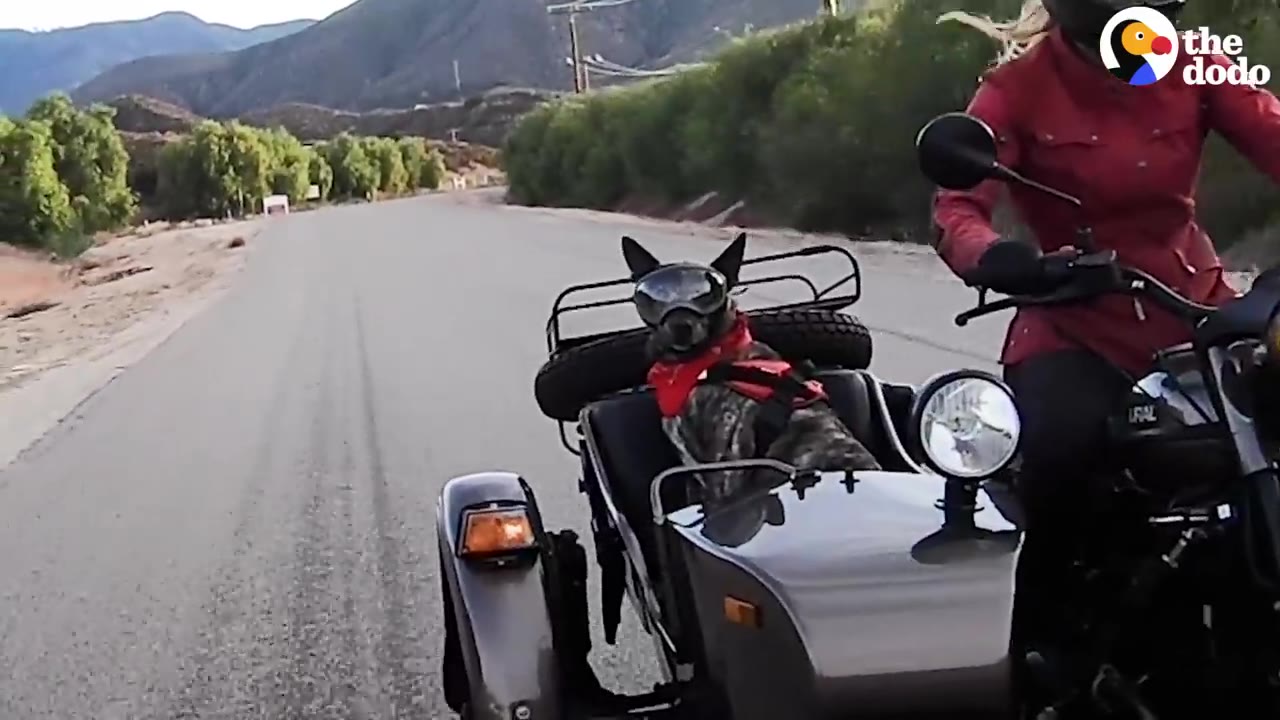 A dog wearing goggles and a red scarf sits in a motorcycle sidecar as it rides down an open road.