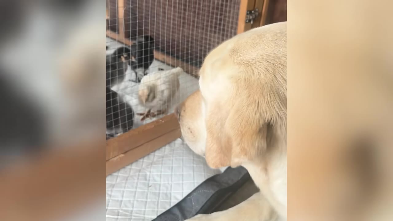 A yellow Labrador looking into a wire cage containing small chicks.