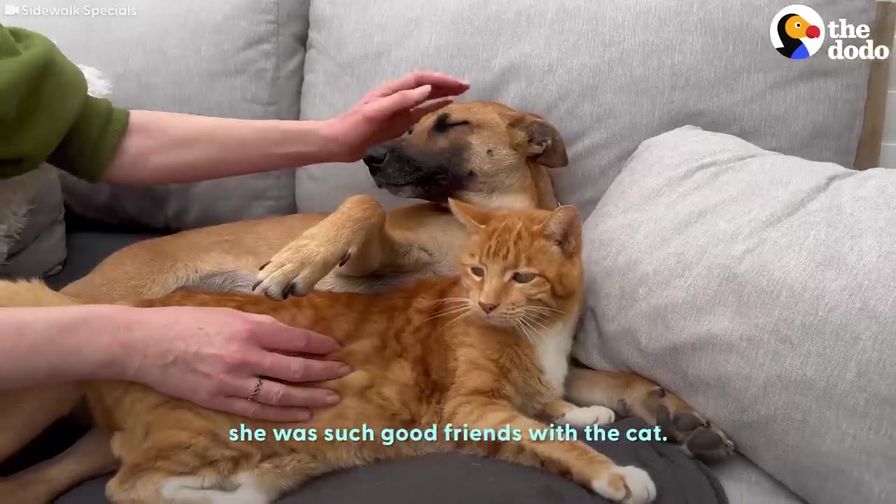 A brown dog and an orange cat cuddling together on a gray couch while receiving gentle pets.