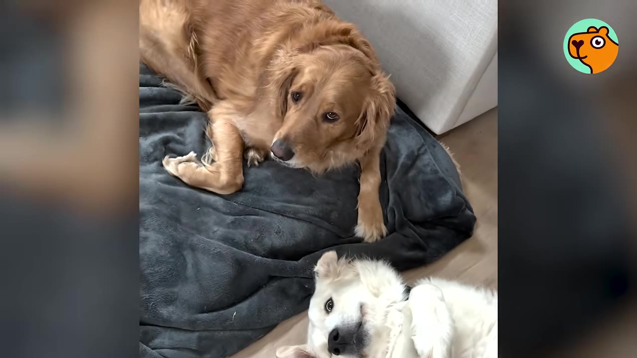 A golden retriever lies on a dark blanket on the floor next to a white dog lying on its back.