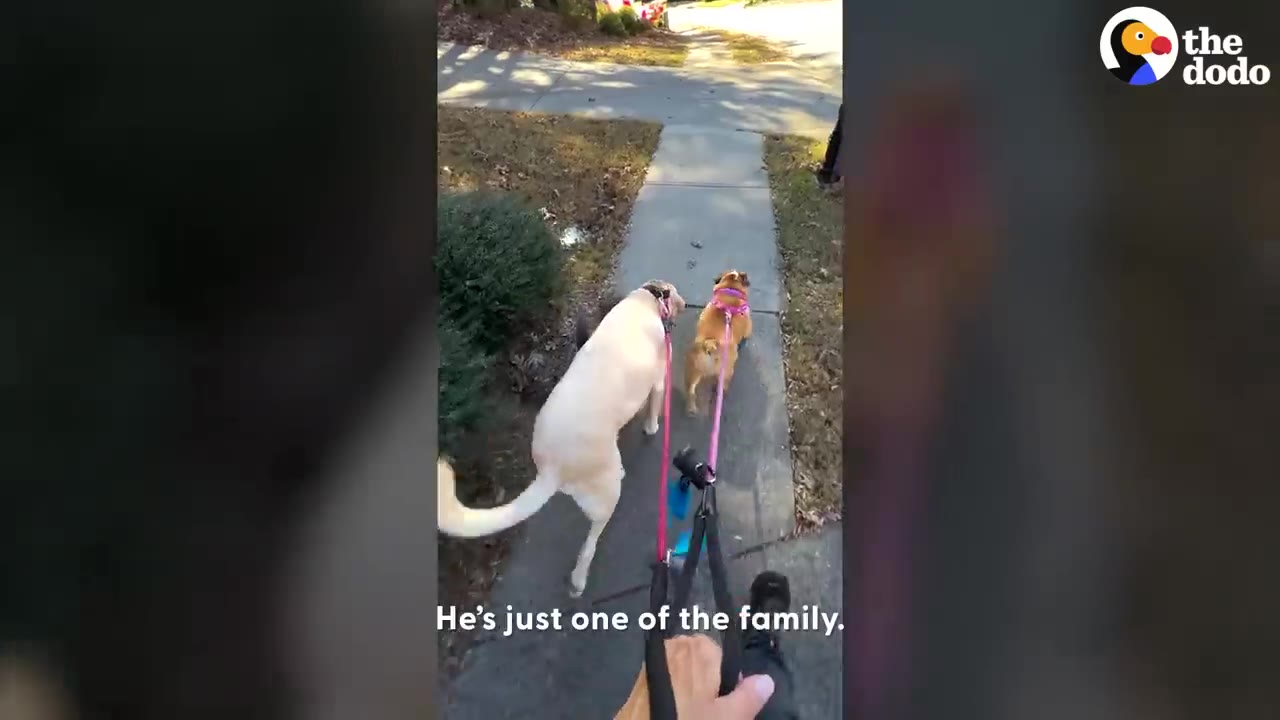 Two dogs on pink leashes walking down a concrete sidewalk alongside a person.