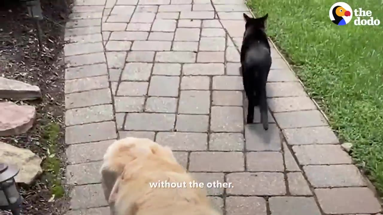 A black cat walks ahead on a paved stone pathway with a yellow dog following closely behind.