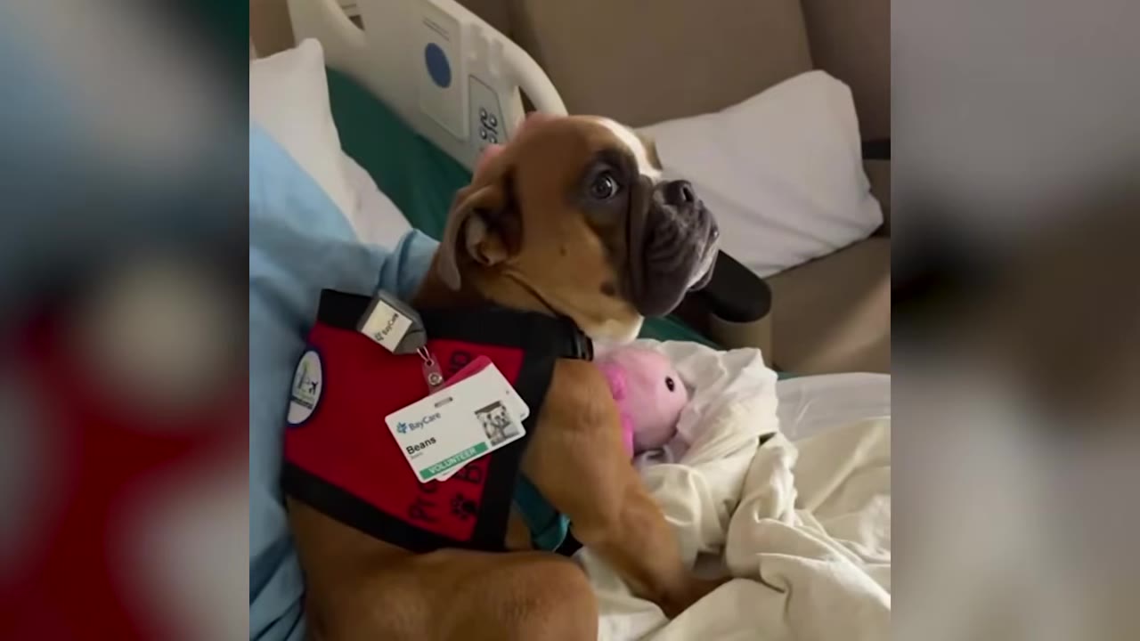 A small boxer dog wearing a red volunteer vest sitting on a person's lap in a room.