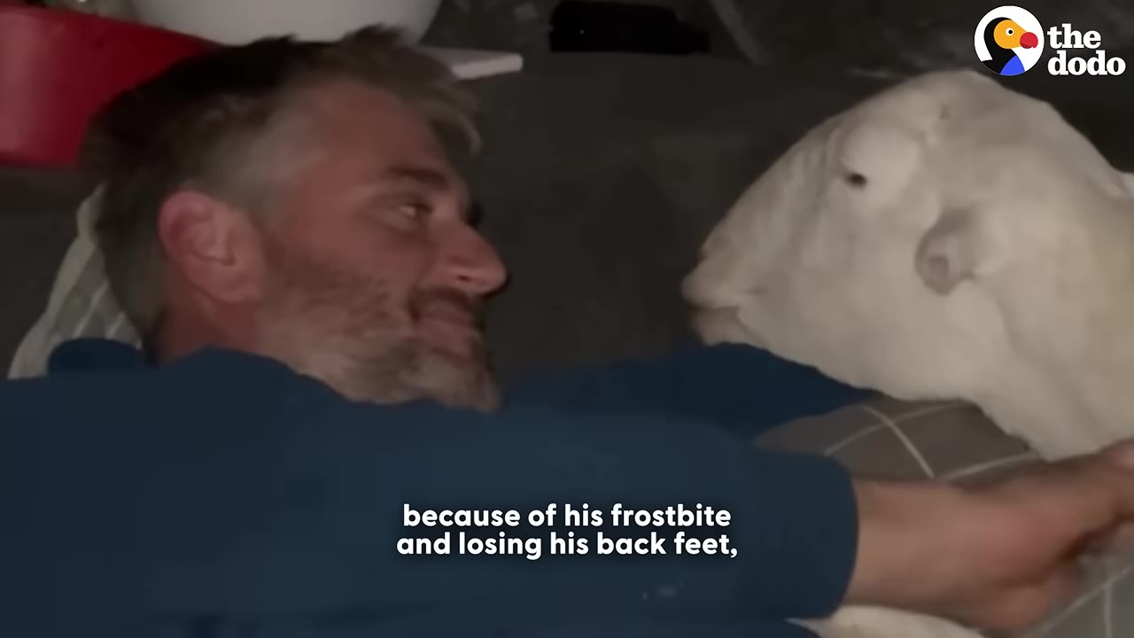 A man lying down next to a white sheep, with text on the screen explaining that the sheep suffered from frostbite and lost his back feet.